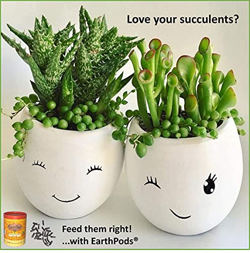 Hrana Za Kaktusi i Sukulenti EarthPods Premium Klase-Lagani Trnje Organskih Gnojiva - 100 Kapsula - Poboljšavaju