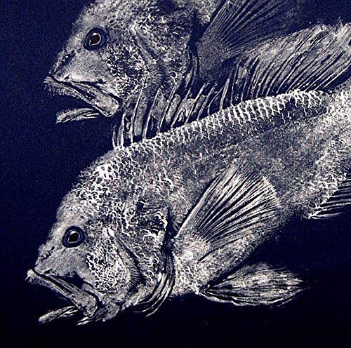 Dvije slike riba ГЬОТАКУ iz crne brancina veličine 8,5 X 11 inča od Barry Сингера. Odbojka na Lutke S likom