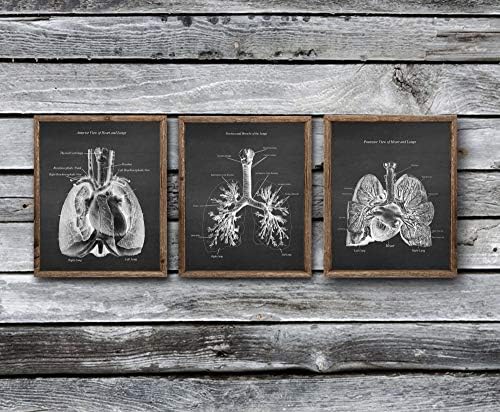 Kardio-Plućni Anatomija Lagani Srčani Dekor Set od 3 Принтов Zdravstveno umjetnosti bez okvira