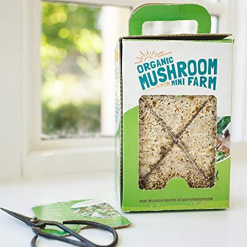Vraćajući se na Skupu za uzgoj Organske Mini-Gljiva Roots, Prikupiti Fin Bukovače 10 dana, Najbolji Poklon Za
