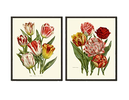 Tulipan Botanički Zid Umjetnost set od 2 Принтов Lijepe Cvijeće Decor Osnovnoj sobe Zid Umjetnost Bez okvira HOU