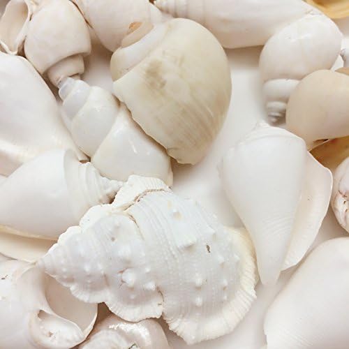 Asortiman školjke iz Bijelog mora s paprom, Različite veličine,od 1 cm do 4 cm, Torba 16 unci Cca. 40 KOM. Školjke